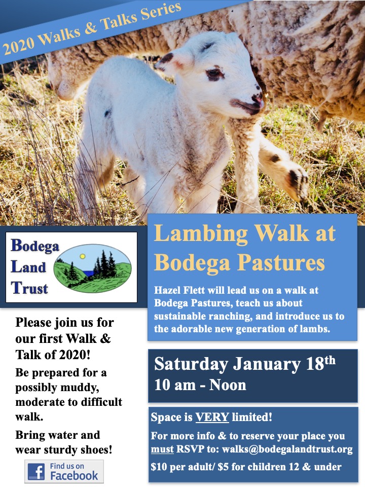 January 2020 Lamb Walk